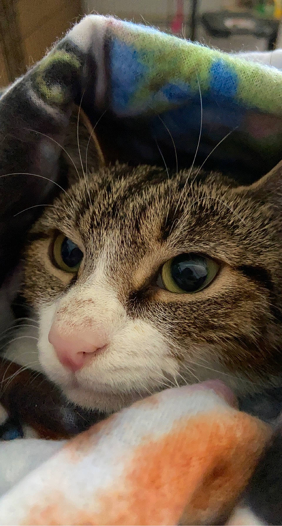 Skipjack is registered to the contest to win money with this photo: carnivore, cat, comfort, eye, felidae, fur, nose, photography, small_to_medium_sized_cats, snout, terrestrial_animal, whiskers, wildlife