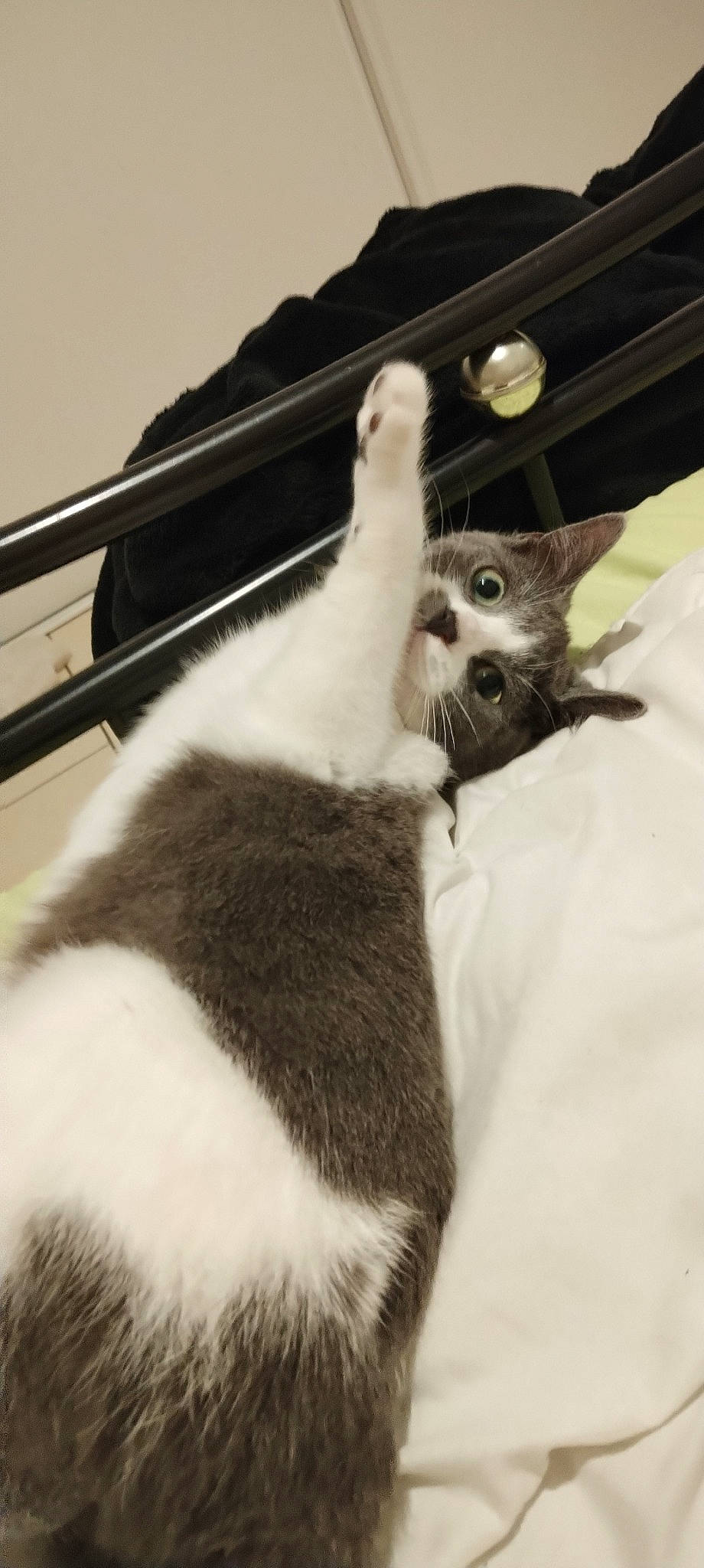 Démone participe au concours pour gagner de l'argent avec cette photo : canidae, carnivore, cat, claw, domestic_short_haired_cat, felidae, fur, gesture, monochrome, monochrome_photography, paw, small_to_medium_sized_cats, snout, tail, thai, whiskers