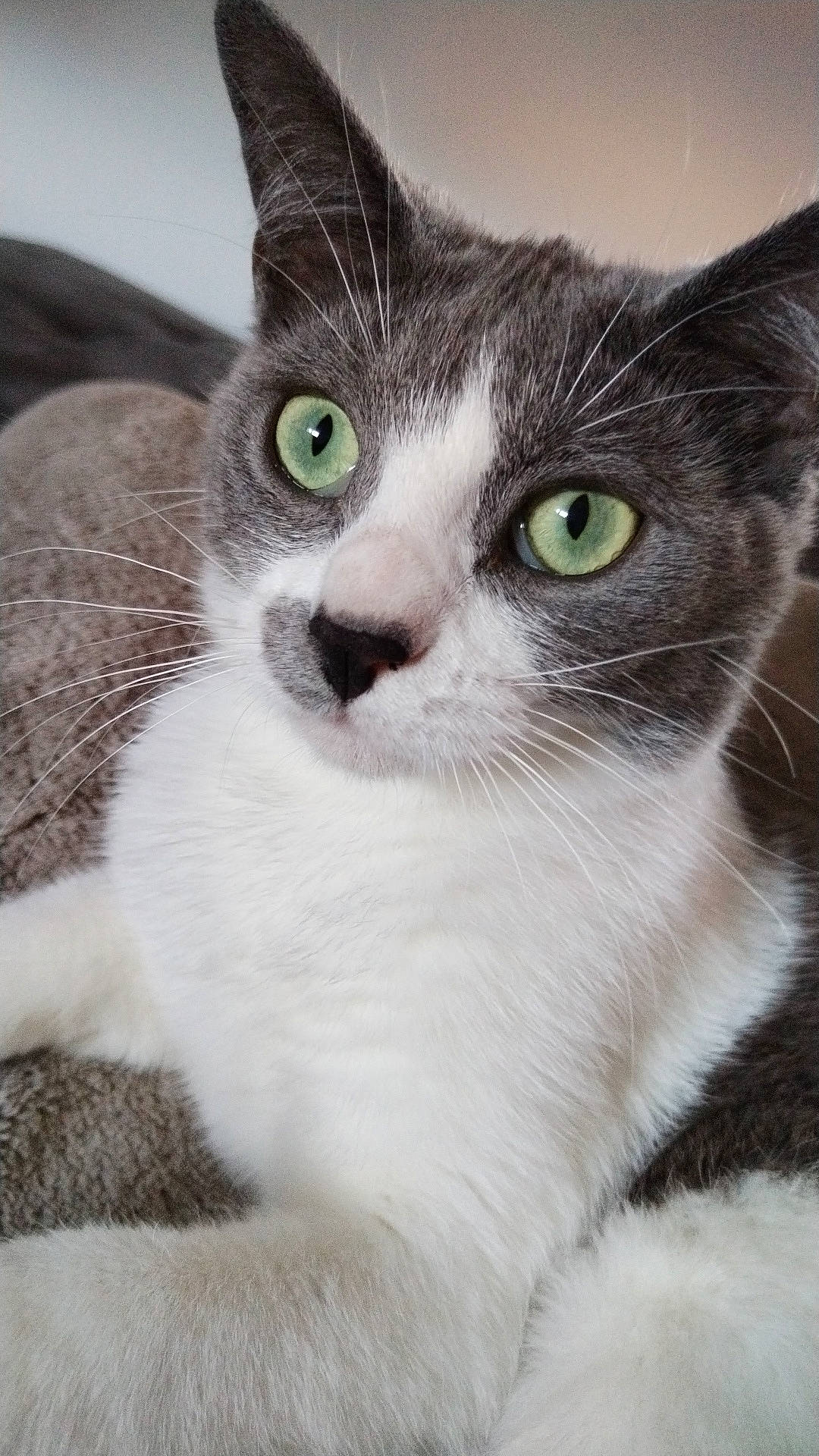 Démone participe au concours pour gagner de l'argent avec cette photo : carnivore, cat, domestic_short_haired_cat, door, felidae, fur, small_to_medium_sized_cats, snout, terrestrial_animal, whiskers, window