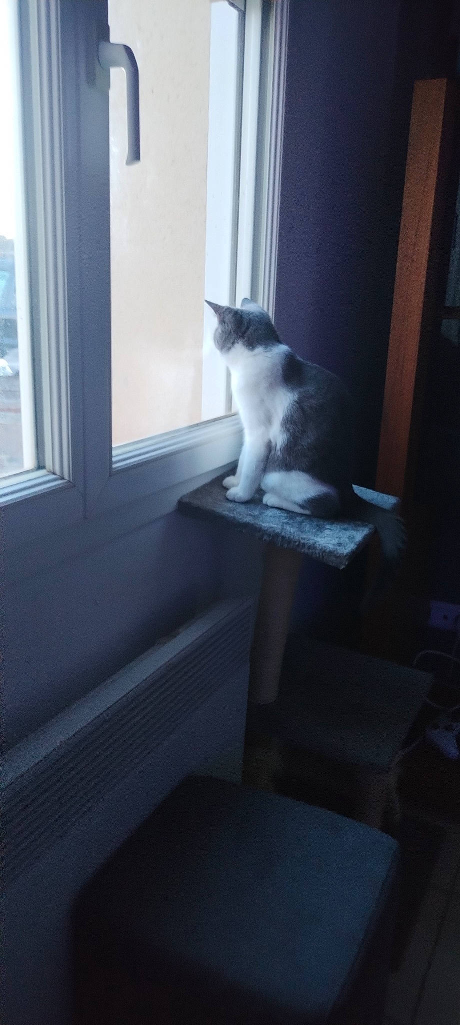 Démone participe au concours pour gagner de l'argent avec cette photo : carnivore, cat, comfort, door, felidae, fixture, flooring, fur, grey, hardwood, human_leg, room, shade, small_to_medium_sized_cats, stairs, tail, tints_and_shades, whiskers, window, wood