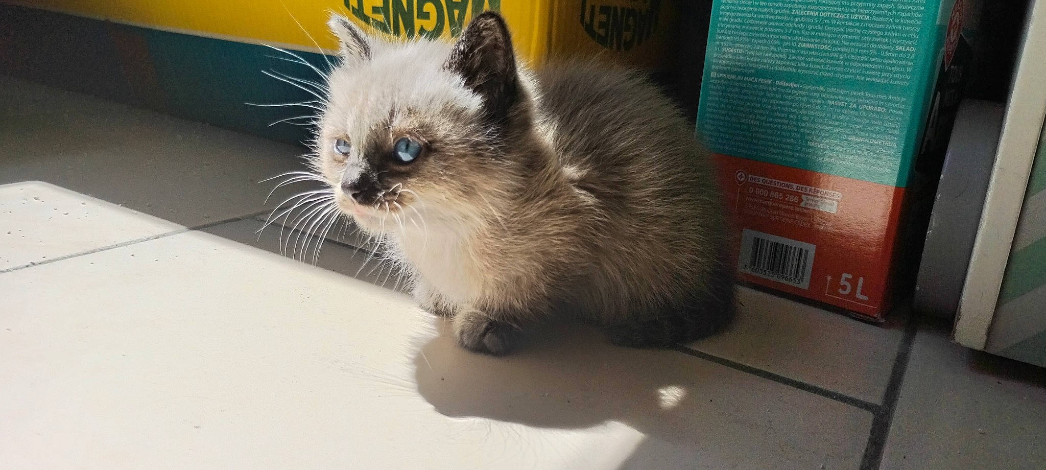 Sunny a rejoint le concours — aidez-le/la à gagner de superbes lots ! balinese, birman, carnivore, cat, claw, domestic_short_haired_cat, fawn, felidae, flooring, fur, paw, ragdoll, siamese, small_to_medium_sized_cats, tail, terrestrial_animal, thai, tonkinese, whiskers