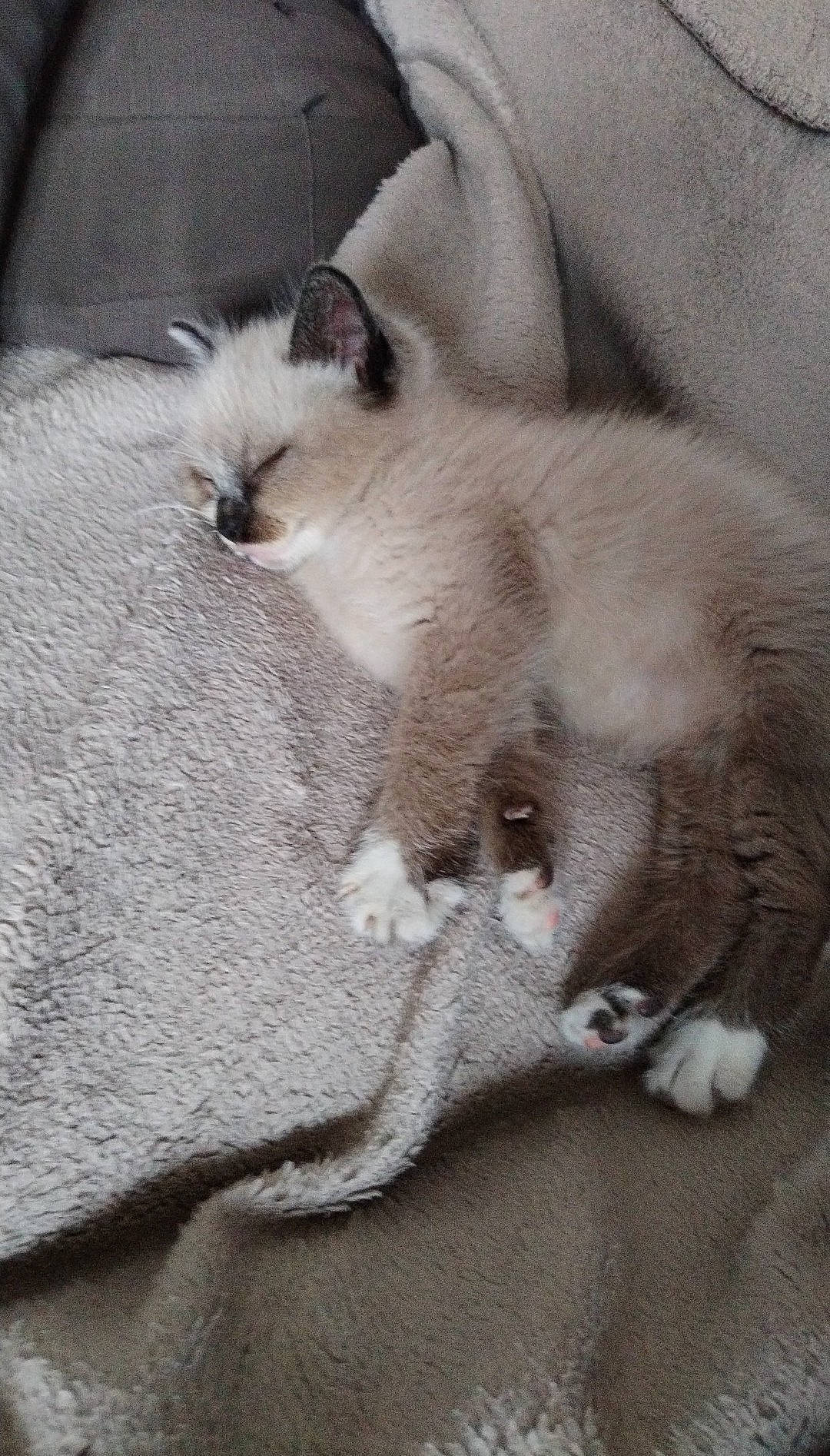 Sunny participe au concours pour gagner de l'argent avec cette photo : balinese, birman, carnivore, cat, claw, comfort, domestic_short_haired_cat, fawn, felidae, fur, grey, paw, siamese, small_to_medium_sized_cats, snout, tail, terrestrial_animal, whiskers