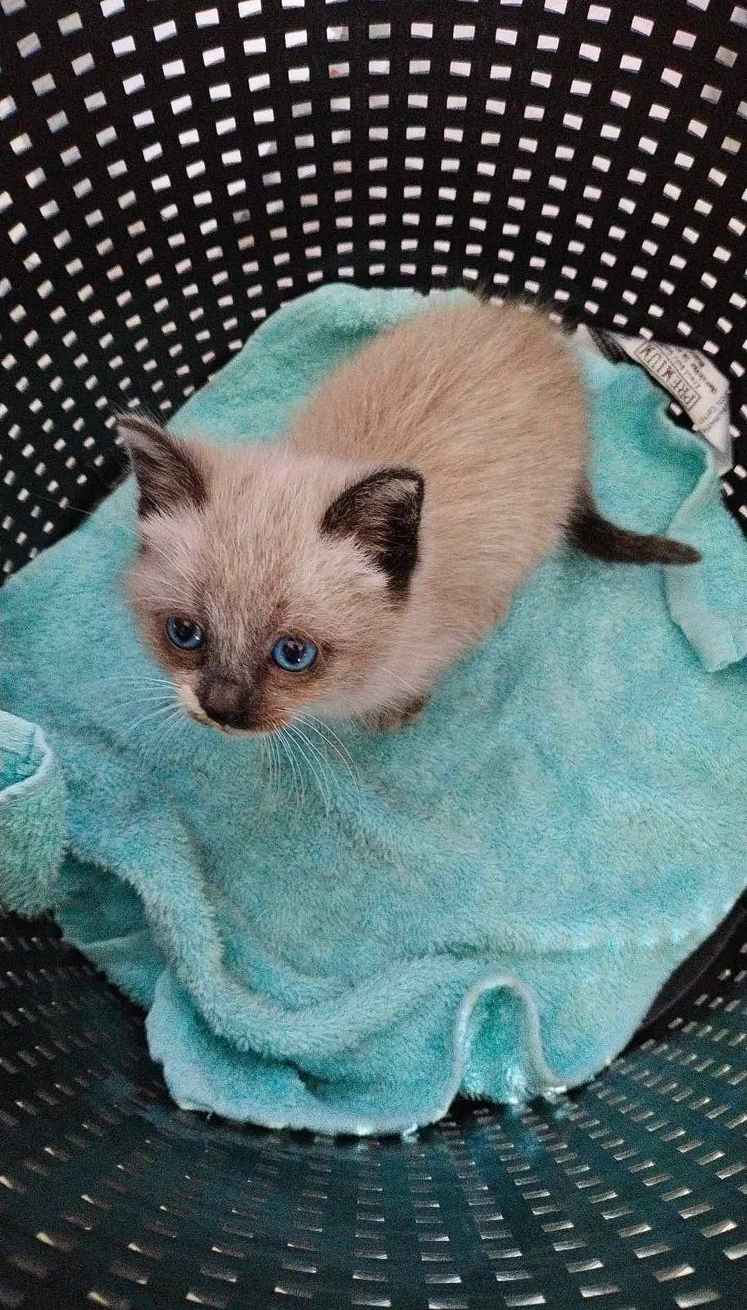 Sunny a rejoint le concours — aidez-le/la à gagner de superbes lots ! carnivore, cat, cat_supply, claw, comfort, domestic_short_haired_cat, fawn, felidae, fur, linens, pattern, siamese, small_to_medium_sized_cats, terrestrial_animal, whiskers, woven_fabric