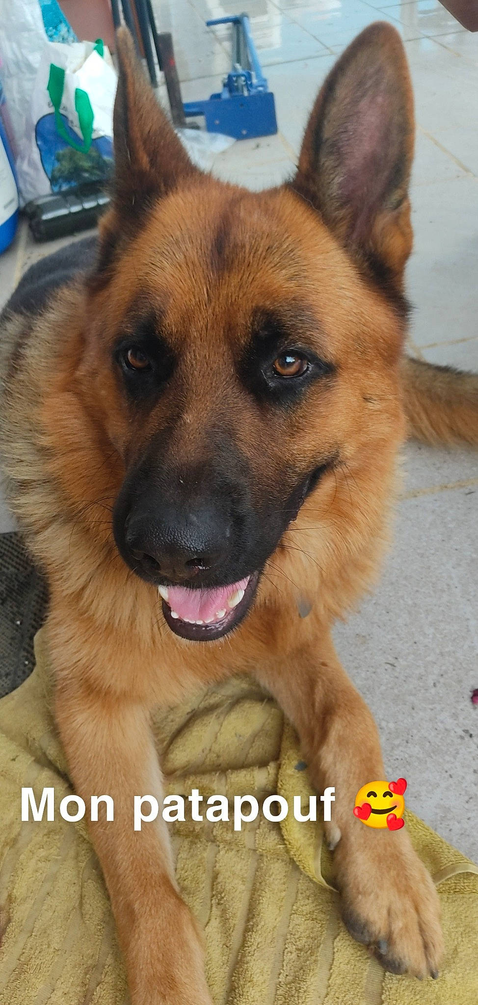 Pongo participe au concours pour gagner de l'argent avec cette photo : belgian_shepherd_malinois, canidae, carnivore, companion_dog, dog, dog_breed, east_european_shepherd, eye, fawn, fur, german_shepherd_dog, herding_dog, old_german_shepherd_dog, photography, plant, snout, sporting_group, whiskers, working_dog