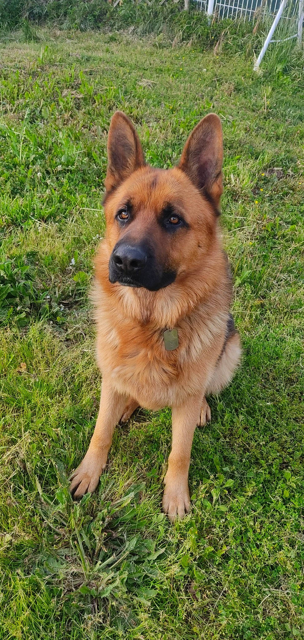 Pongo participe au concours pour gagner de l'argent avec cette photo : belgian_shepherd_malinois, canidae, carnivore, companion_dog, dog, dog_breed, east_european_shepherd, fawn, fur, german_shepherd_dog, grass, herding_dog, old_german_shepherd_dog, plant, sporting_group, terrestrial_animal, whiskers, working_animal, working_dog