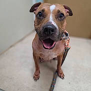 Likah is registered to the contest to win money with this photo: dog, canine, brown_dog, portrait, close_up, happy, smiling, tongue_out, floppy_ears, white_marking, black_nose, indoors, floor, leash, collar, pet, standing, looking_at_camera, funny, animal_photography