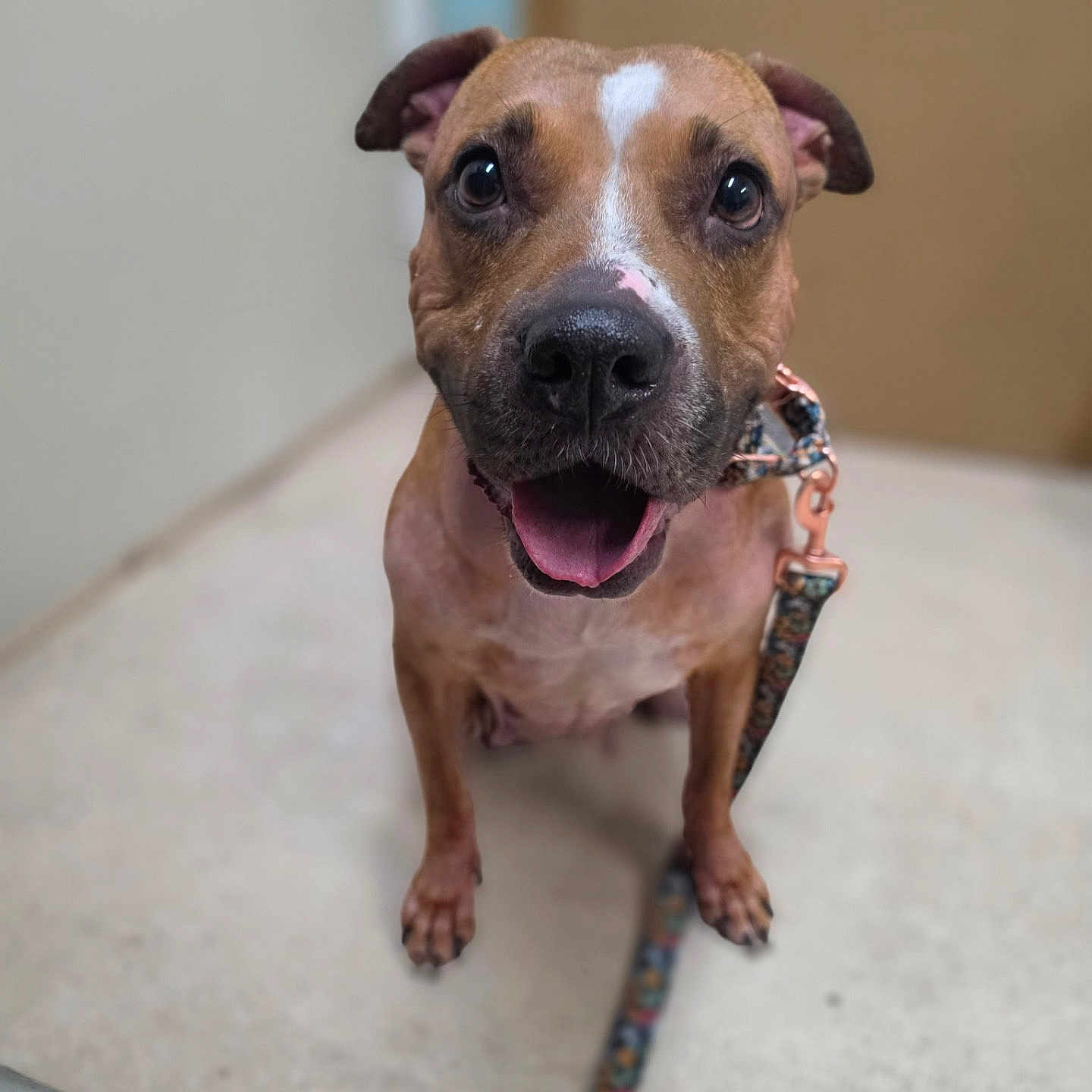Likah is registered to the contest to win money with this photo: dog, canine, brown_dog, portrait, close_up, happy, smiling, tongue_out, floppy_ears, white_marking, black_nose, indoors, floor, leash, collar, pet, standing, looking_at_camera, funny, animal_photography