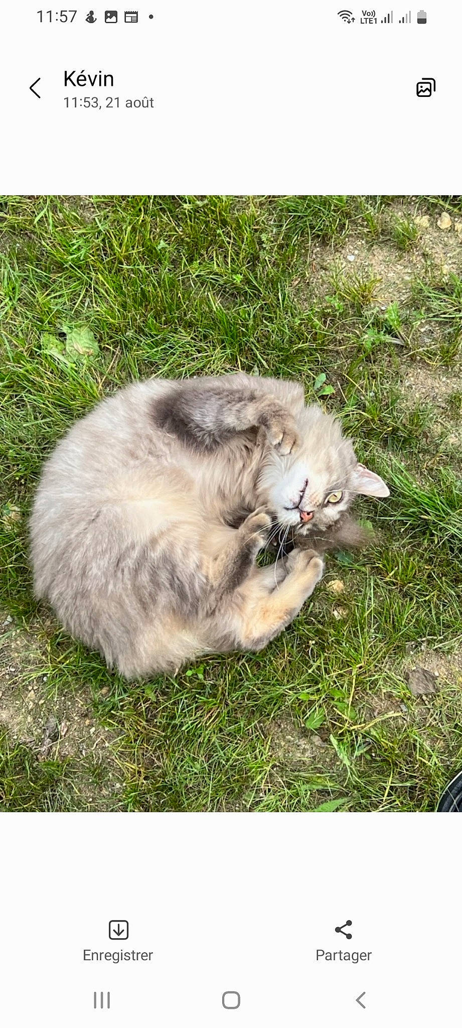 Simba a rejoint le concours — aidez-le/la à gagner de superbes lots ! carnivore, cat, dog_breed, fawn, felidae, fur, grass, groundcover, paw, plant, small_to_medium_sized_cats, snout, tail, terrestrial_animal, whiskers, wildlife