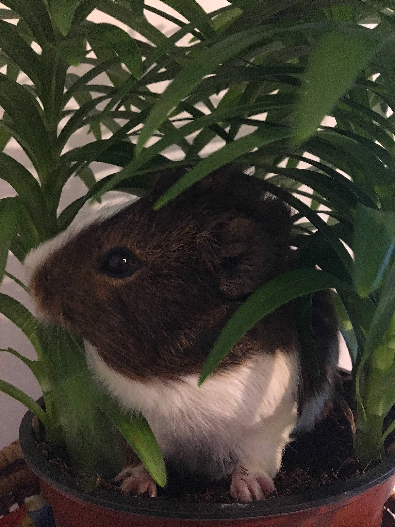 Negrito participe au concours pour gagner de l'argent avec cette photo : fawn, flowerpot, houseplant, plant, rabbit, rabbits_and_hares, tree, whiskers