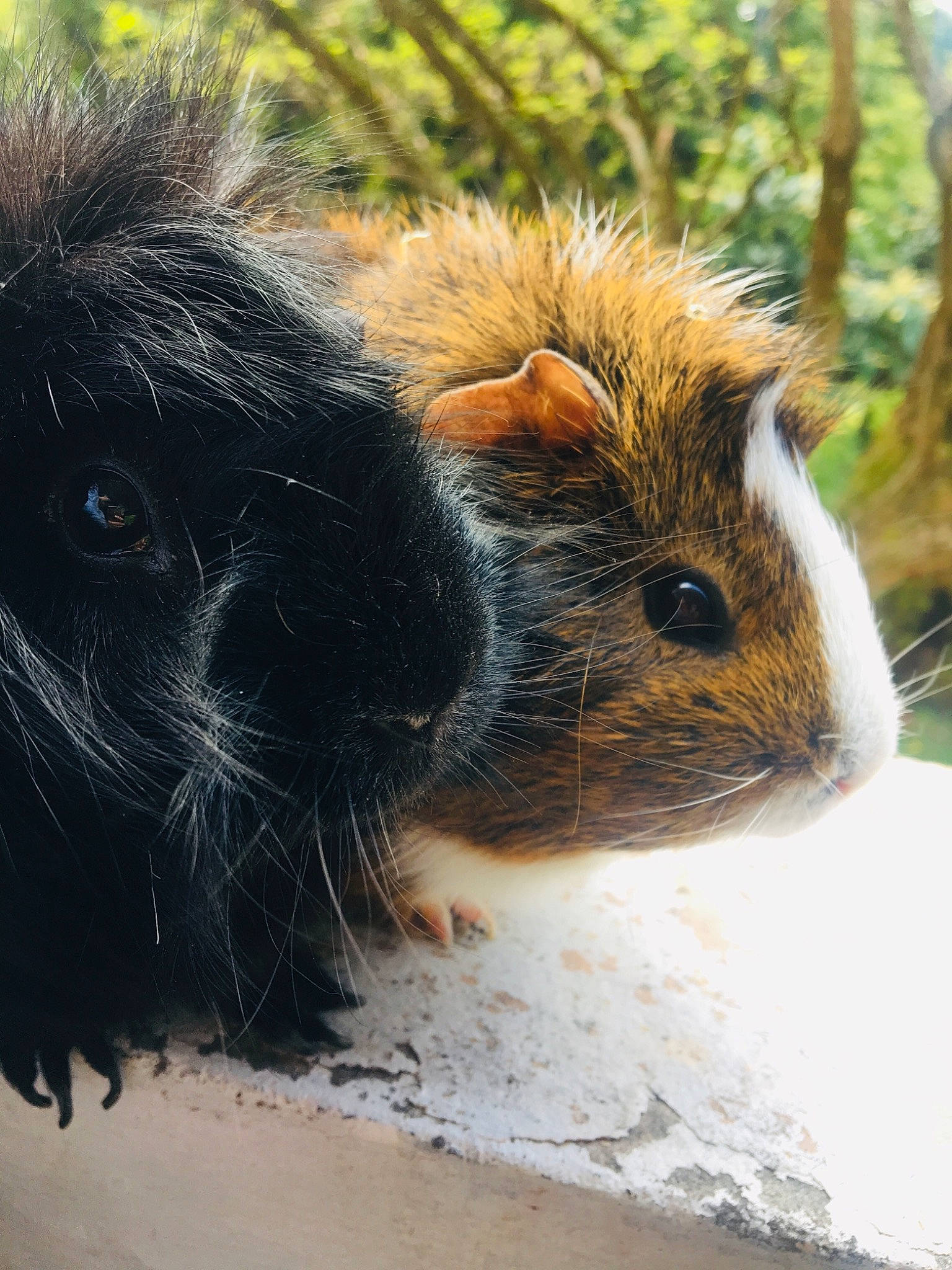 Negrito participe au concours pour gagner de l'argent avec cette photo : fawn, guinea_pig, mammal, organism, rodent, snout, suidae, terrestrial_animal, vertebrate, whiskers, wildlife