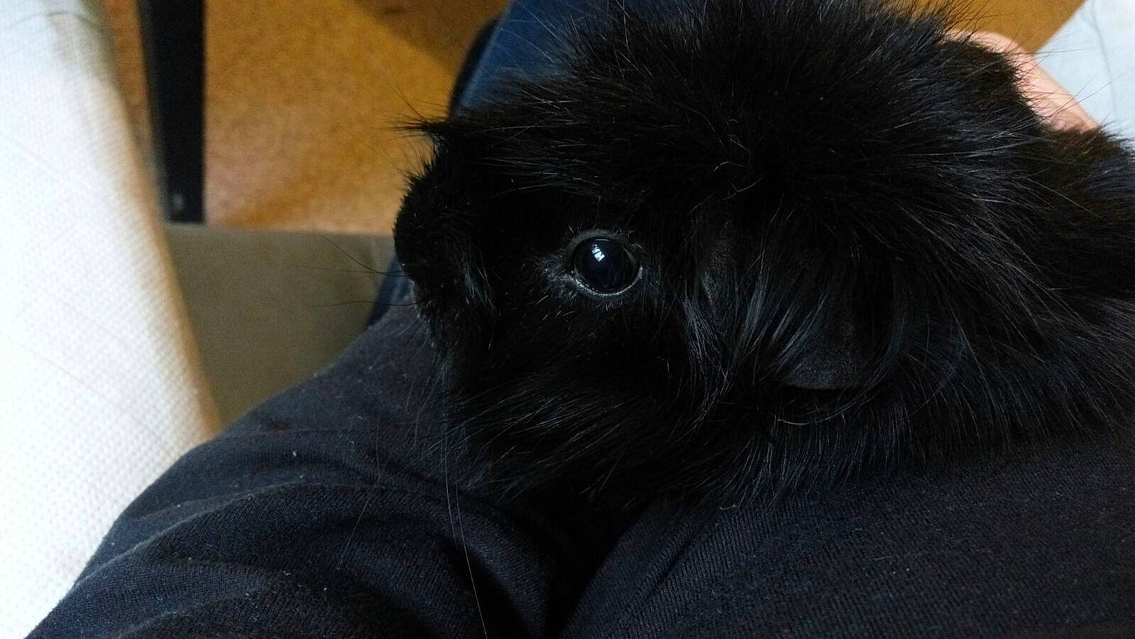 Negrito a rejoint le concours — aidez-le/la à gagner de superbes lots ! black, canidae, carnivore, companion_dog, dog, dog_breed, flat_coated_retriever, fur, japanese_chin, pekingese, puppy, snout, sporting_group