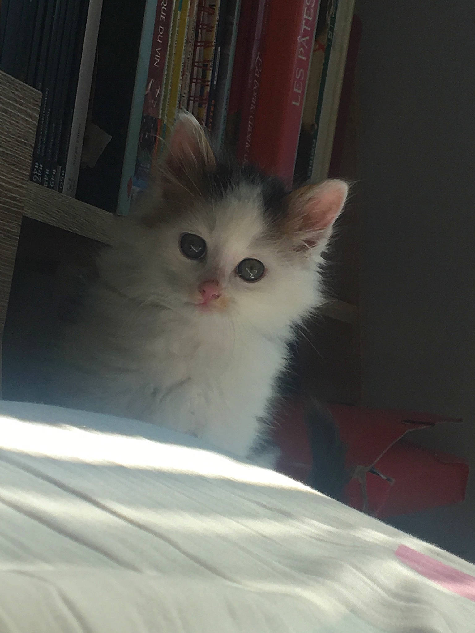 Michou participe au concours pour gagner de l'argent avec cette photo : asian_semi_longhair, british_semi_longhair, carnivore, cat, domestic_long_haired_cat, eye, felidae, kitten, mammal, napoleon_cat, norwegian_forest_cat, persian, ragamuffin, ragdoll, skin, small_to_medium_sized_cats, turkish_angora, turkish_van, vertebrate, whiskers