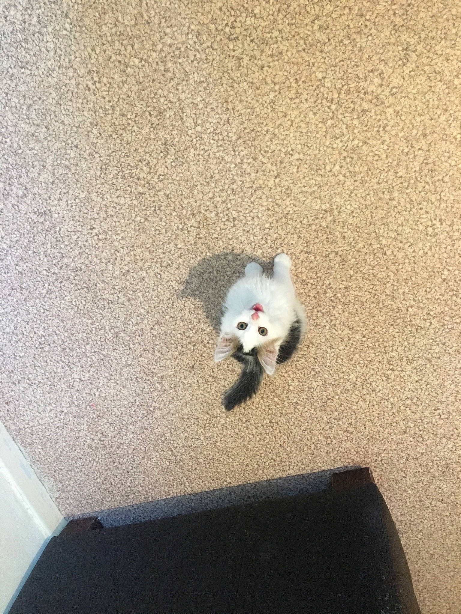 Michou participe au concours pour gagner de l'argent avec cette photo : canidae, carnivore, pomeranian, tail, toy_dog