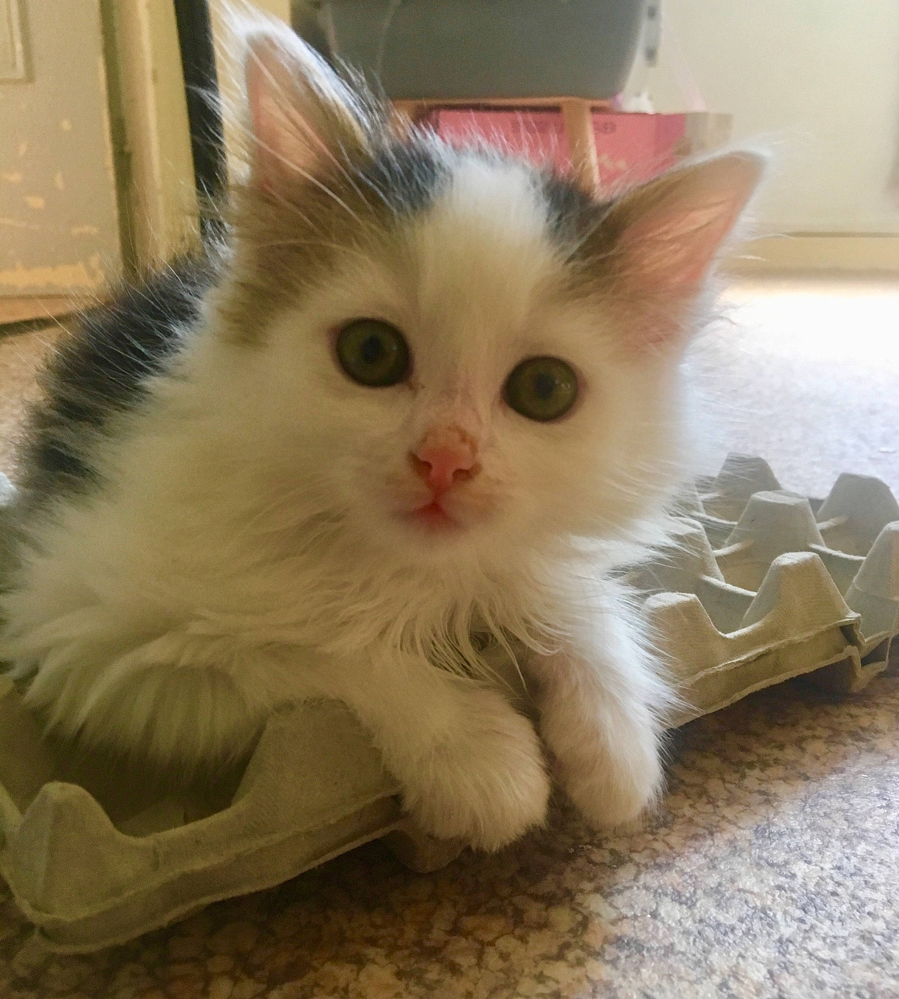 Michou a rejoint le concours — aidez-le/la à gagner de superbes lots ! asian_semi_longhair, british_semi_longhair, carnivore, cat, cymric, domestic_long_haired_cat, fawn, felidae, kitten, mammal, napoleon_cat, norwegian_forest_cat, persian, ragamuffin, ragdoll, small_to_medium_sized_cats, turkish_angora, turkish_van, vertebrate, whiskers