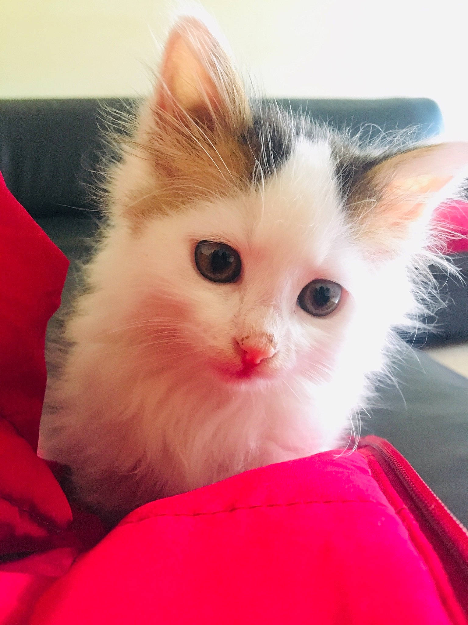 Michou participe au concours pour gagner de l'argent avec cette photo : asian, british_semi_longhair, carnivore, cat, domestic_long_haired_cat, eye, felidae, fur, kitten, mammal, napoleon_cat, norwegian_forest_cat, ragamuffin, ragdoll, skin, small_to_medium_sized_cats, snout, turkish_van, vertebrate, whiskers