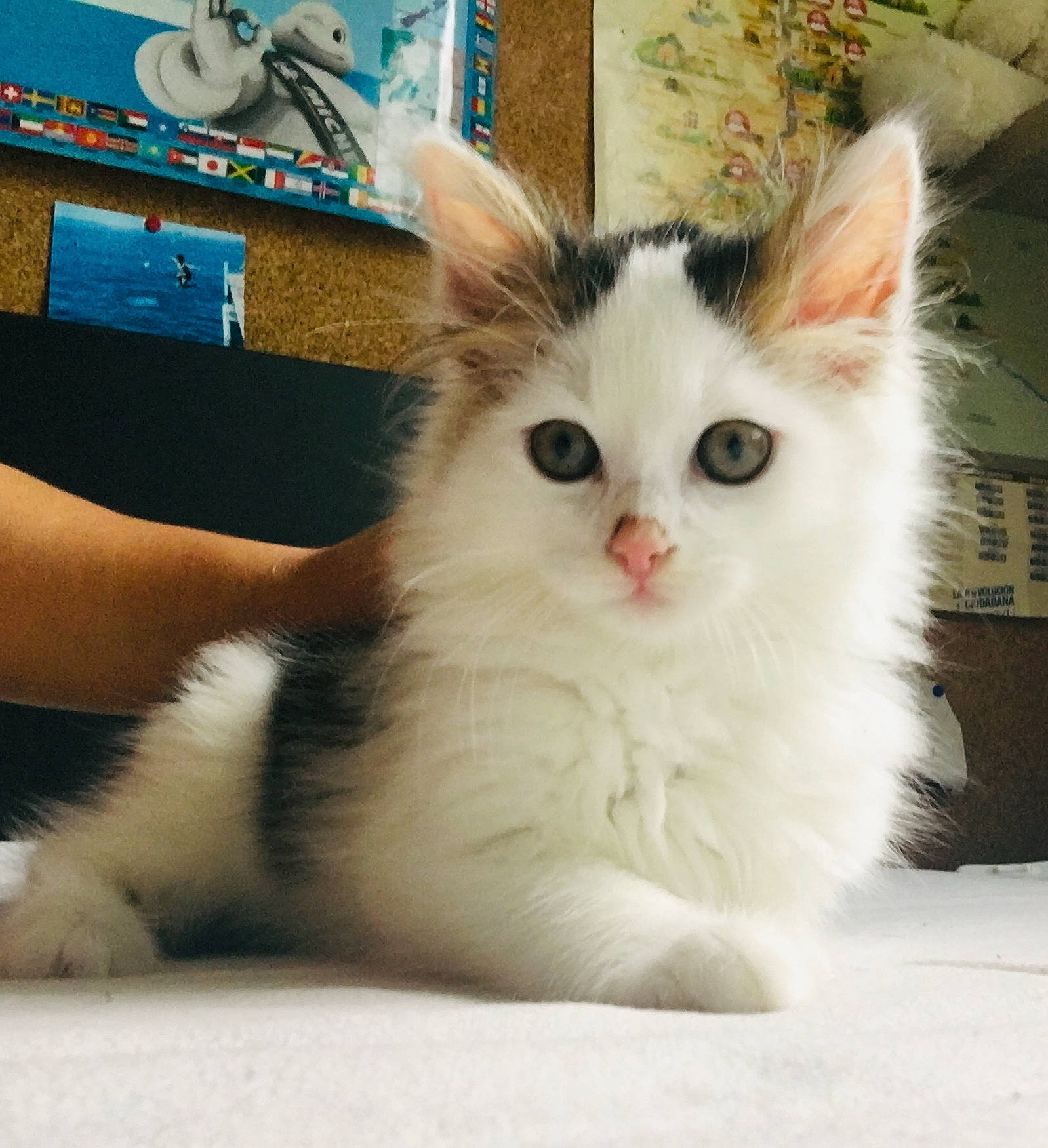 Michou a rejoint le concours — aidez-le/la à gagner de superbes lots ! aegean_cat, british_semi_longhair, carnivore, cat, domestic_long_haired_cat, ear, eye, fawn, felidae, kitten, mammal, napoleon_cat, norwegian_forest_cat, ragamuffin, ragdoll, small_to_medium_sized_cats, turkish_angora, turkish_van, vertebrate, whiskers