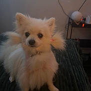 Dior a rejoint le concours — aidez-le/la à gagner de superbes lots ! animal, blanket, companion, cozy, curious, cute, dark_background, dog, domestic, fluffy, fur, furniture, indoor, looking_at_camera, pet, pigtails, room, small_dog, standing, white_dog