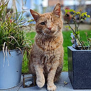 Jon joined the competition — help win amazing prizes! cat, ginger_cat, one_eyed_cat, pet, outdoor, potted_plant, flower_pot, whiskers, portrait, sitting, paws, fluffy_fur, garden, bokeh_background, candle_holder, stone_sill, blurred_background, closeup, ear, adorable