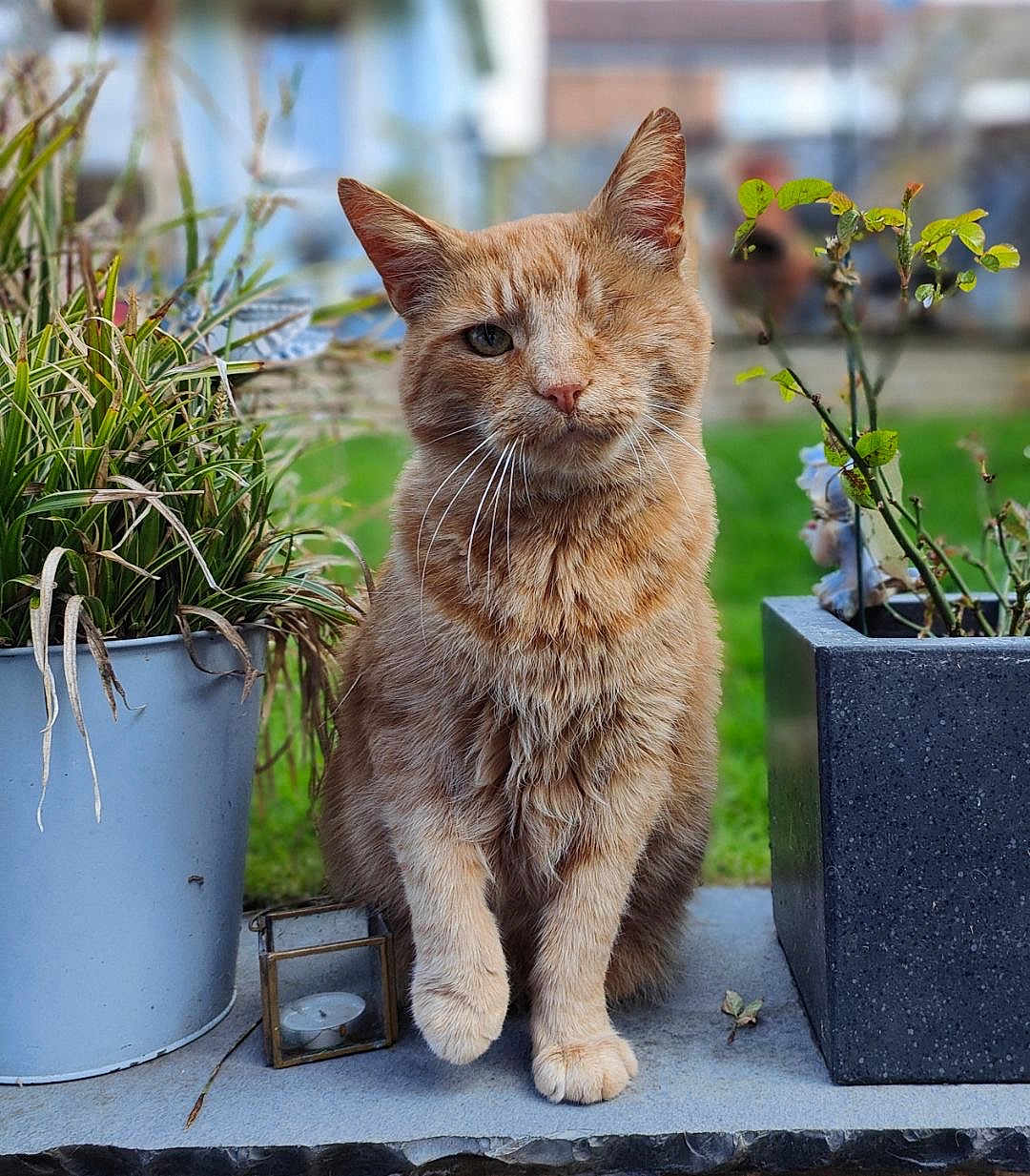 Jon joined the competition — help win amazing prizes! cat, ginger_cat, one_eyed_cat, pet, outdoor, potted_plant, flower_pot, whiskers, portrait, sitting, paws, fluffy_fur, garden, bokeh_background, candle_holder, stone_sill, blurred_background, closeup, ear, adorable