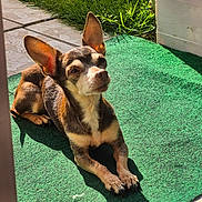 Choco a rejoint le concours — aidez-le/la à gagner de superbes lots ! dog, small_dog, ears, sunlight, green_mat, outdoor, grass, relaxing, pet, paw, shadow, brown_fur, white_fur, snout, canine, animal, resting, sunny, daylight, domestic_animal