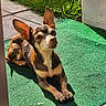 dog, small_dog, ears, sunlight, green_mat, outdoor, grass, relaxing, pet, paw, shadow, brown_fur, white_fur, snout, canine, animal, resting, sunny, daylight, domestic_animal