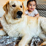 Barron is registered to the contest to win money with this photo: animal, baby, blanket, child, couch, dog, face, floor, fur, furniture, golden_retriever, happy, home, indoor, person, pet, playful, polka_dot, smile, young