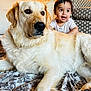 animal, baby, blanket, child, couch, dog, face, floor, fur, furniture, golden_retriever, happy, home, indoor, person, pet, playful, polka_dot, smile, young