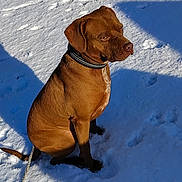 Rasta a rejoint le concours — aidez-le/la à gagner de superbes lots ! dog, brown_dog, snow, outdoor, pet, collar, animal, canine, winter, sunlight, shadow, sitting, fur, mammal, leash, quiet, calm, nature, daylight, portrait