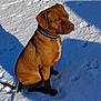 dog, brown_dog, snow, outdoor, pet, collar, animal, canine, winter, sunlight, shadow, sitting, fur, mammal, leash, quiet, calm, nature, daylight, portrait