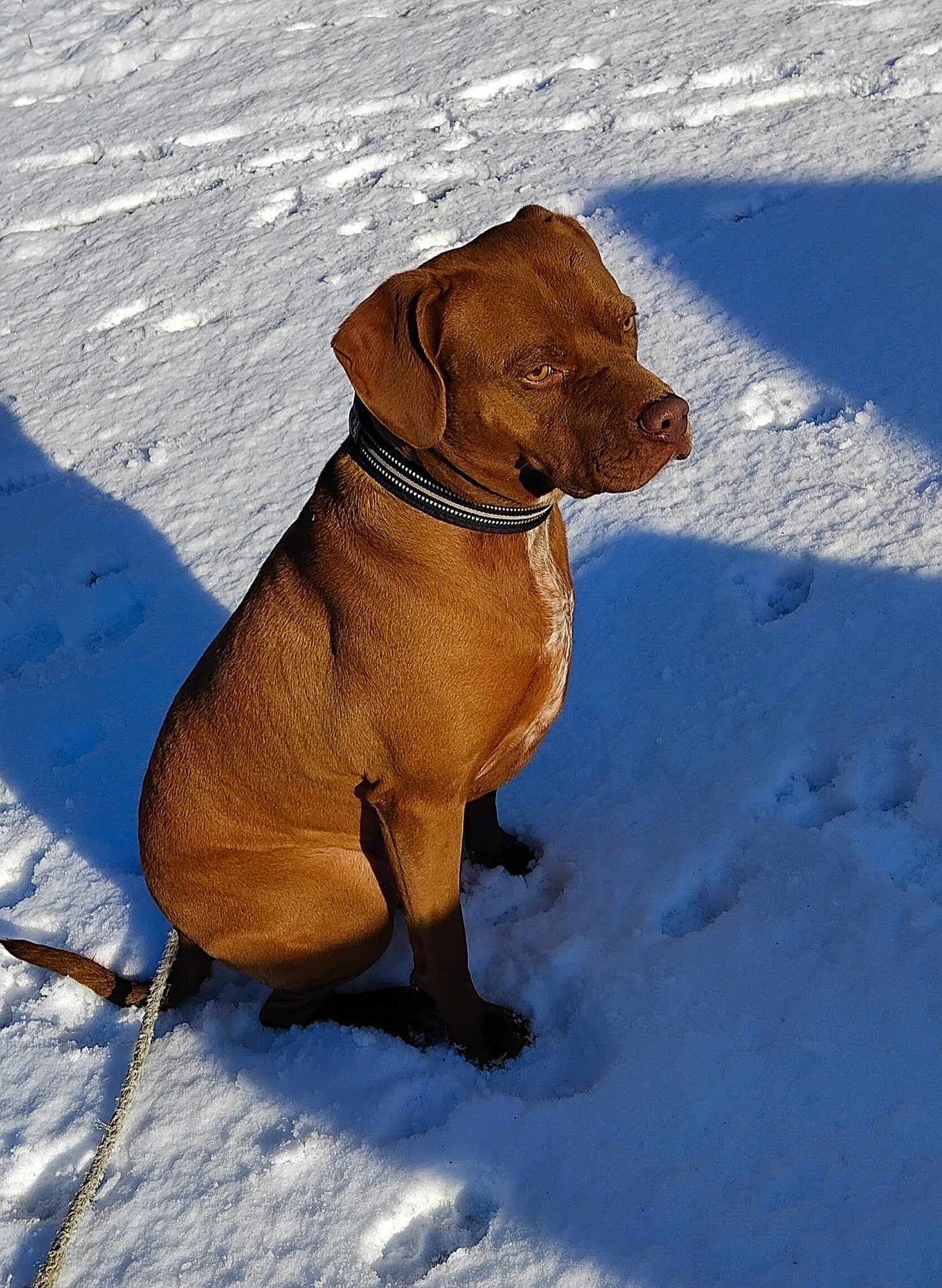 Rasta a rejoint le concours — aidez-le/la à gagner de superbes lots ! dog, brown_dog, snow, outdoor, pet, collar, animal, canine, winter, sunlight, shadow, sitting, fur, mammal, leash, quiet, calm, nature, daylight, portrait