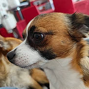 Iris a rejoint le concours — aidez-le/la à gagner de superbes lots ! dog, close_up, brown, white, pet, indoor, animal, face, fur, cute, looking, side_view, small_dog, domestic_animal, ears, snout, whiskers, blurred_background, red_chair, household