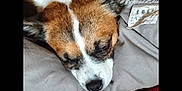 Iris a rejoint le concours — aidez-le/la à gagner de superbes lots ! animal, bed, black, blanket, brown, closeup, comfort, cozy, cute, dog, ears, fabric, fur, indoors, pet, relaxed, rest, sleeping, snout, white