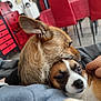 Iris a rejoint le concours — aidez-le/la à gagner de superbes lots ! dog, puppy, snuggling, cuddle, pet, animal, fur, closeup, indoor, blanket, hand, red_chair, furniture, cozy, comfort, cute, domestic, resting, companionship, relaxation