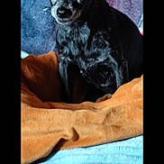 Bijoux a rejoint le concours — aidez-le/la à gagner de superbes lots ! dog, small_dog, black_dog, pet, blanket, orange_blanket, blue_blanket, cozy, indoors, ears, fur, animal, looking, sitting, texture, comfortable, curious, portrait, home, resting