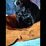 animal, black_dog, blanket, blue_blanket, comfortable, cozy, curious, dog, ears, fur, home, indoors, looking, orange_blanket, pet, portrait, resting, sitting, small_dog, texture