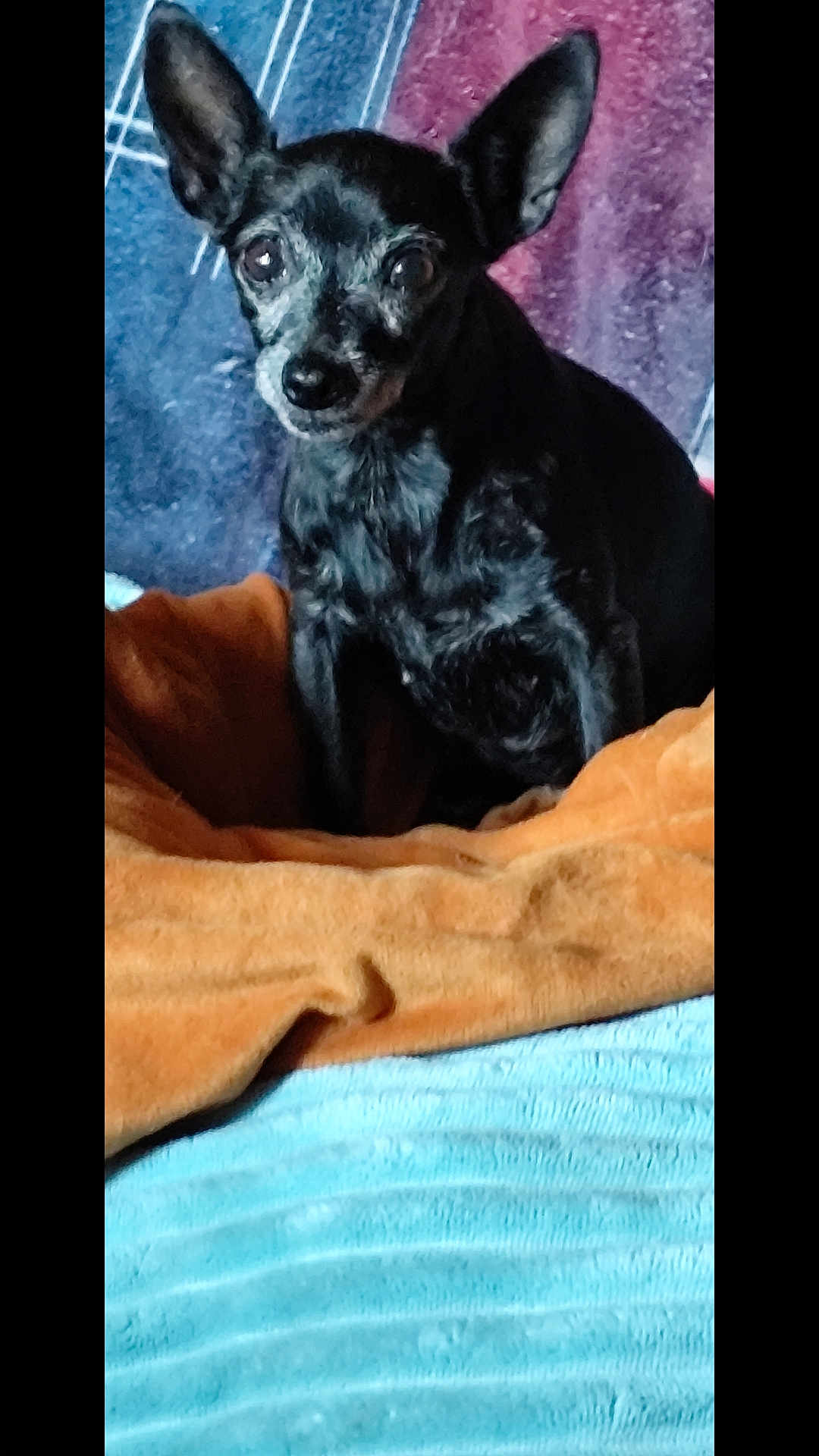 Bijoux a rejoint le concours — aidez-le/la à gagner de superbes lots ! dog, small_dog, black_dog, pet, blanket, orange_blanket, blue_blanket, cozy, indoors, ears, fur, animal, looking, sitting, texture, comfortable, curious, portrait, home, resting