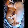 puppy, dog, sleeping, snuggling, cozy, dog_bed, cute, pets, fur, resting, animal, companion, relaxation, brown_and_white, white, ears, tail, indoors, cute_animals, adorable