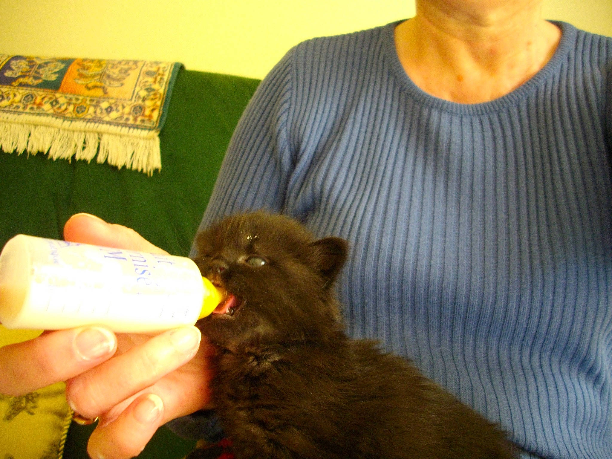 Belinda participe au concours pour gagner de l'argent avec cette photo : box, carnivore, child, companion_dog, dog_breed, domestic_short_haired_cat, ear, fawn, felidae, finger, fur, nail, paw, sleeve, small_to_medium_sized_cats, t_shirt, terrestrial_animal, thumb, whiskers, wildlife_biologist