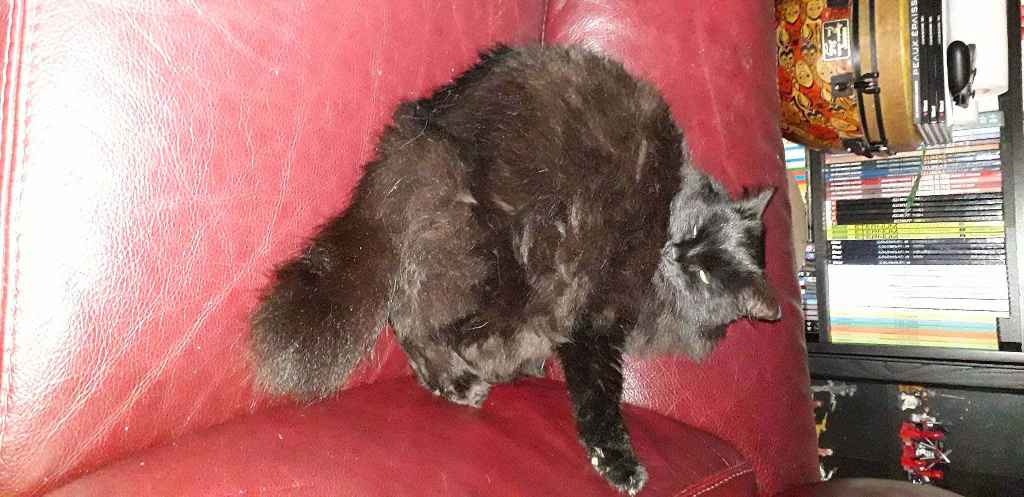 Belinda participe au concours pour gagner de l'argent avec cette photo : bookcase, carnivore, cat, claw, comfort, dog_breed, domestic_short_haired_cat, felidae, fur, grey, paw, shelf, small_to_medium_sized_cats, snout, tail, terrestrial_animal, whiskers