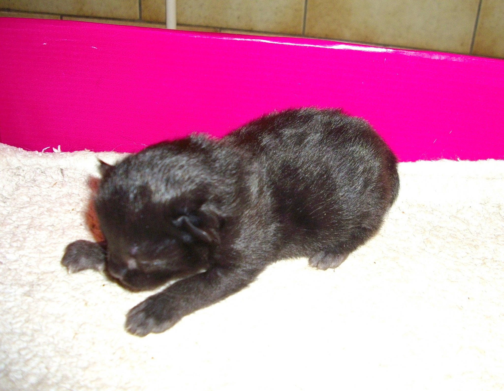 Belinda a rejoint le concours — aidez-le/la à gagner de superbes lots ! black_cat, bombay, canidae, carnivore, cat, claw, comfort, dog_breed, domestic_short_haired_cat, fawn, felidae, fur, paw, small_to_medium_sized_cats, snout, sporting_group, tail, terrestrial_animal, vertebrate, whiskers