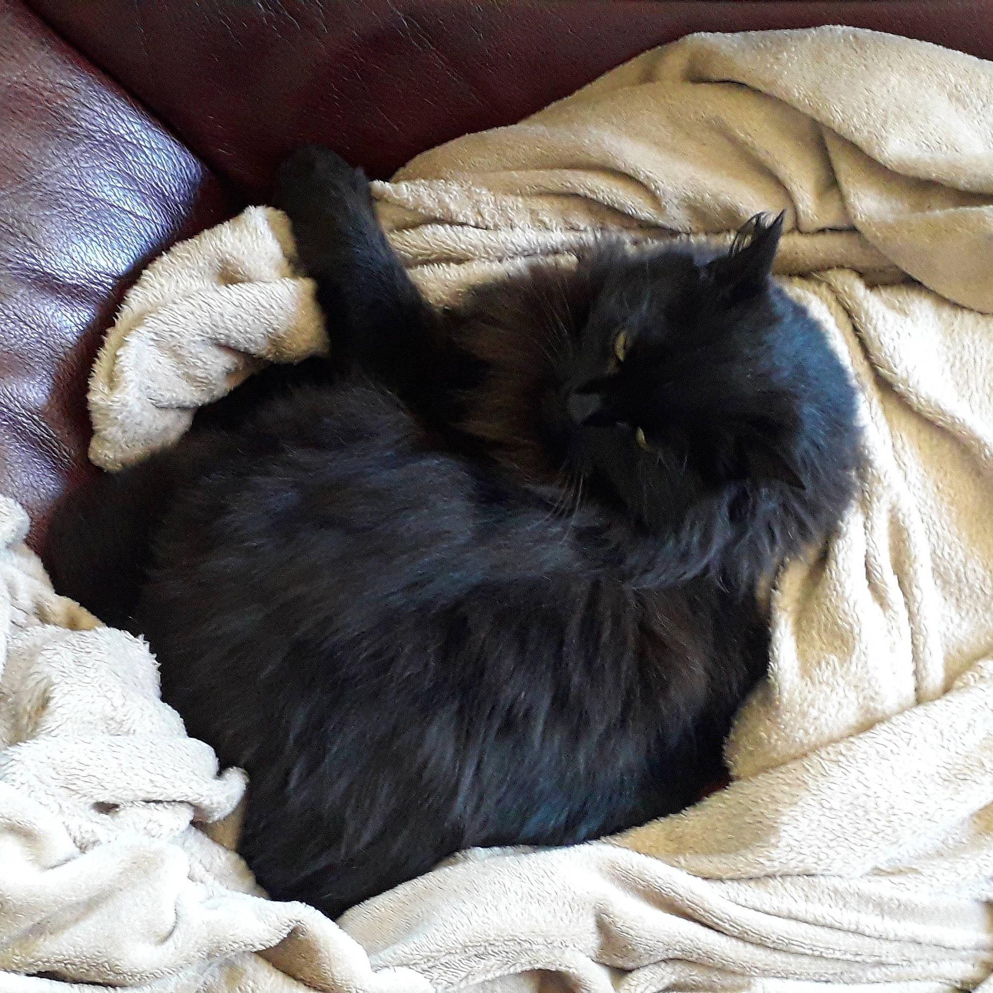 Belinda participe au concours pour gagner de l'argent avec cette photo : bed, black_cat, carnivore, cat, cat_bed, cat_supply, claw, comfort, companion_dog, dog_breed, fawn, felidae, fur, grey, liver, nap, paw, small_to_medium_sized_cats, tail, whiskers