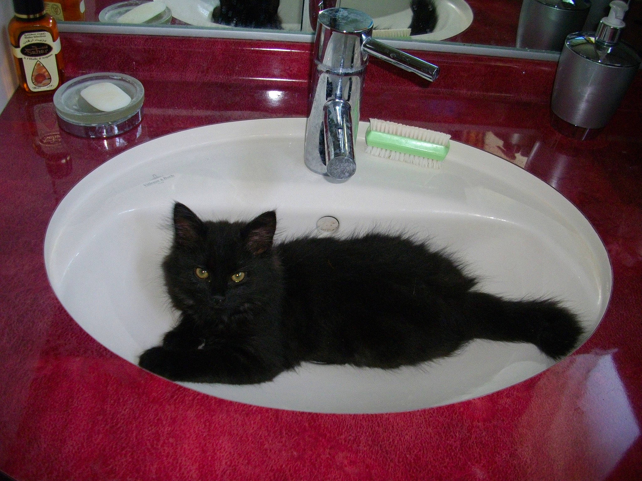 Belinda participe au concours pour gagner de l'argent avec cette photo : bathroom, bathroom_cabinet, bathroom_sink, black_cat, bombay, carnivore, cat, felidae, floor, flooring, plumbing, plumbing_fitting, plumbing_fixture, room, sink, small_to_medium_sized_cats, tableware, tail, tap, whiskers