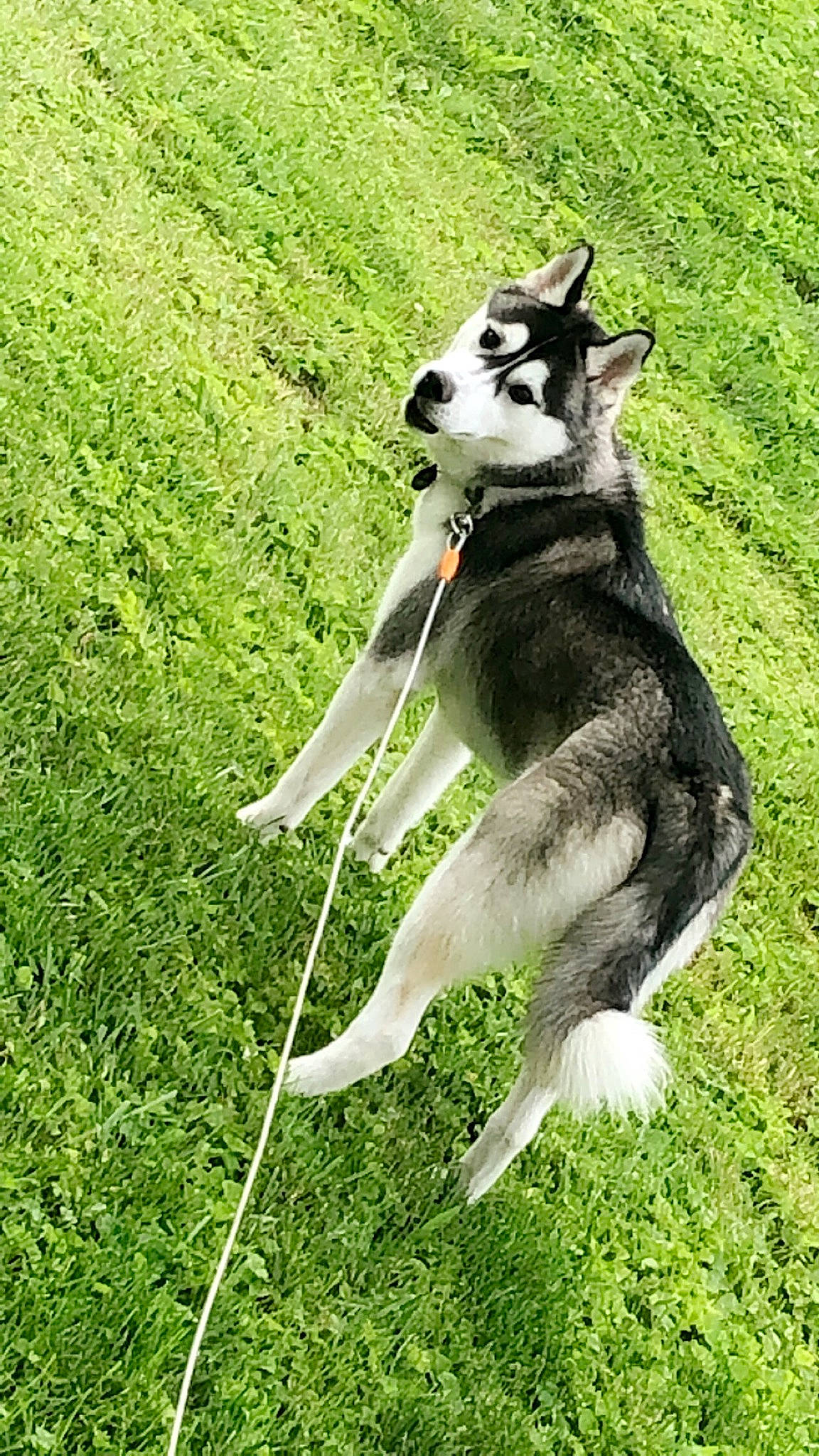 Abel joined the competition — help win amazing prizes! alaskan_klee_kai, alaskan_malamute, canidae, carnivore, dog, dog_breed, east_siberian_laika, jamthund, mammal, native_american_indian_dog, northern_inuit_dog, sakhalin_husky, seppala_siberian_sleddog, siberian_husky, sled_dog, tail, tamaskan_dog, vertebrate, west_siberian_laika, wolfdog