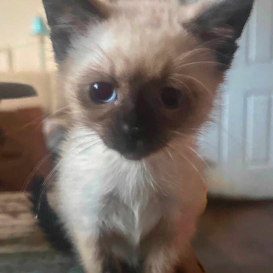 Jojo joined the competition — help win amazing prizes! animal, architecture, building, cat, desk, door, furniture, hardwood, indoors, kitten, livingroom, manx, pet, plant, plywood, pottedplant, room, siamese, table, wood