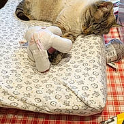 Velvet a rejoint le concours — aidez-le/la à gagner de superbes lots ! cat, sleeping, stuffed_toy, elephant, cushion, patterned_fabric, tablecloth, red_and_white, knitting_yarn, utility_knife, crafting_supplies, indoor, relaxing, pet, animal, feline, cozy, resting, home, soft_toy