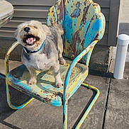 Dawg joined the competition — help win amazing prizes! dog, chair, outdoor, metal_chair, smiling_dog, happy, sunlight, concrete, pet, canine, colorful, weathered, fence, collar, animal, daylight, backyard, home, playful, rustic