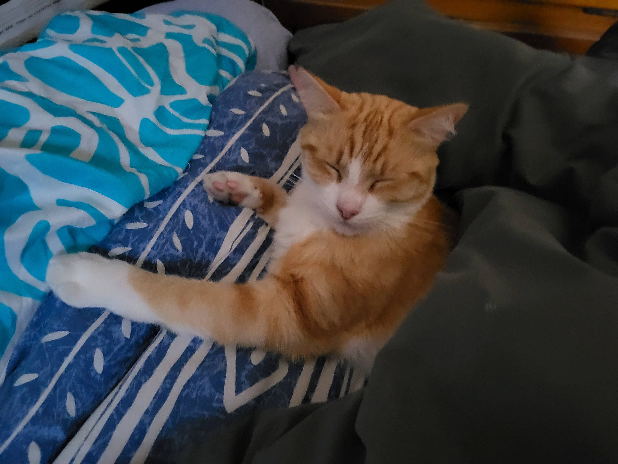 Rouxblanc a rejoint le concours — aidez-le/la à gagner de superbes lots ! bed, carnivore, cat, claw, comfort, couch, domestic_short_haired_cat, fawn, felidae, fur, lap, linens, nap, paw, pillow, sitting, small_to_medium_sized_cats, tail, whiskers, wood