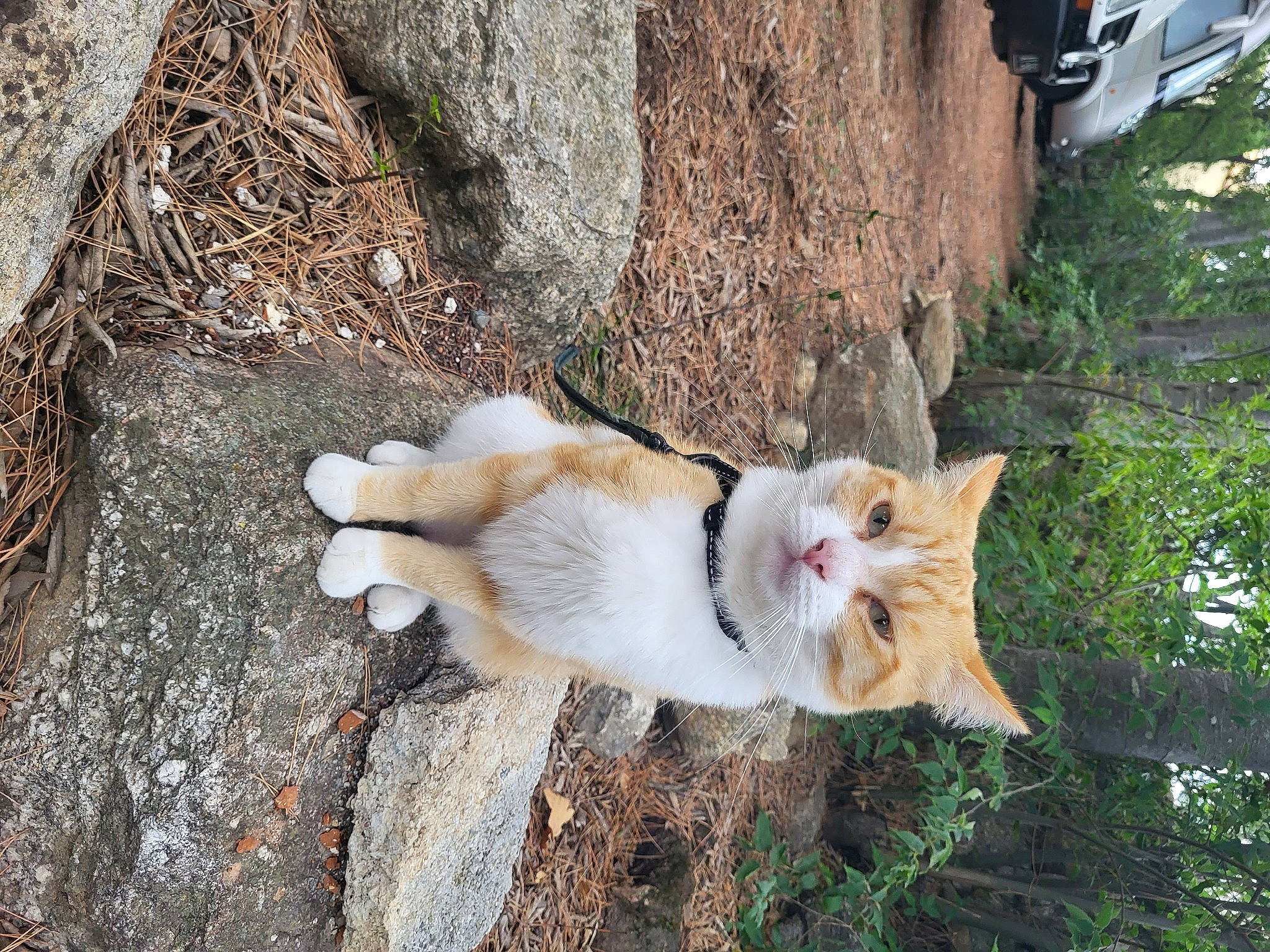 Rouxblanc participe au concours pour gagner de l'argent avec cette photo : canidae, carnivore, cat, companion_dog, dog_breed, domestic_short_haired_cat, fawn, felidae, fur, grass, paw, plant, small_to_medium_sized_cats, snout, sporting_group, tail, tree, trunk, whiskers, wood