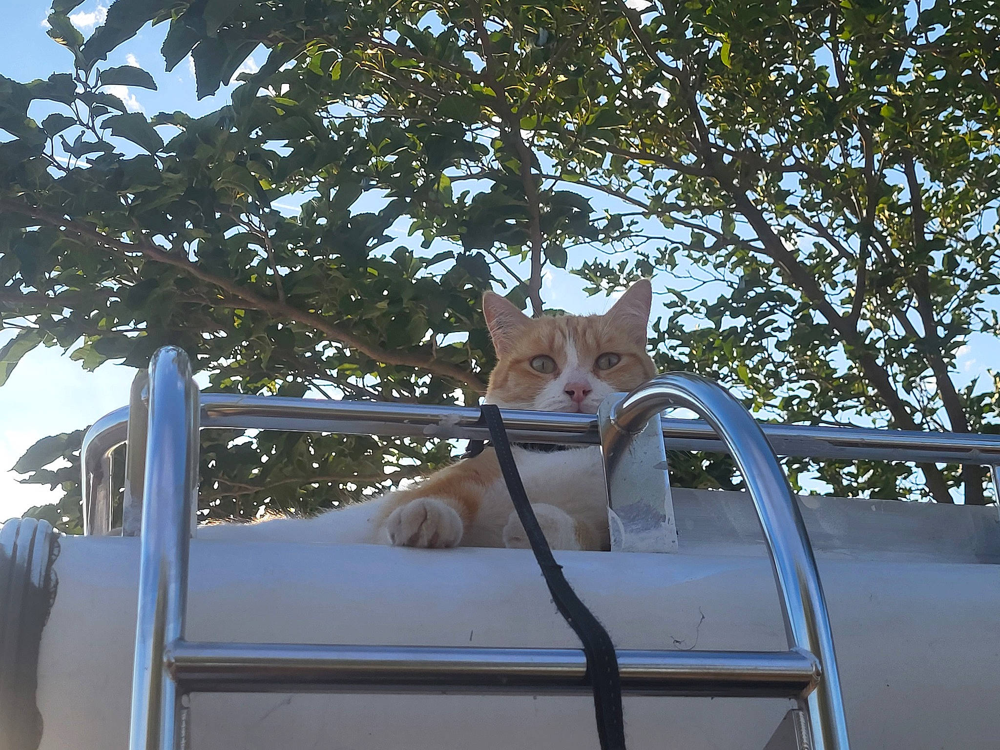 Rouxblanc a rejoint le concours — aidez-le/la à gagner de superbes lots ! automotive_exterior, carnivore, cat, comfort, fawn, felidae, grass, house, leisure, metal, motor_vehicle, outdoor_furniture, plant, shade, small_to_medium_sized_cats, tail, tints_and_shades, tree, whiskers, wood