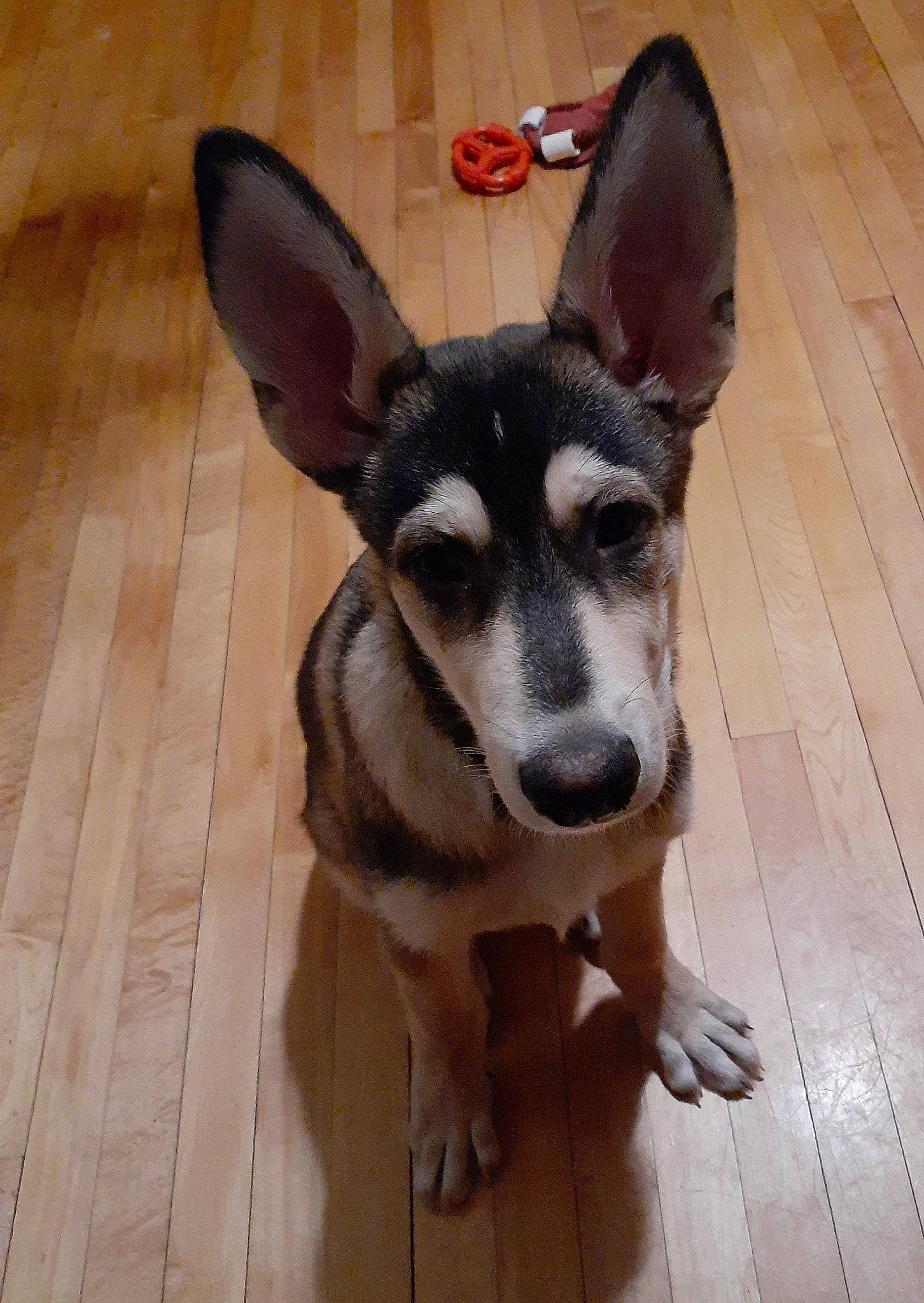 Brodie is registered to the contest to win money with this photo: bored, canidae, carnivore, companion_dog, dog, dog_breed, ear, fawn, floor, flooring, fur, hardwood, snout, sporting_group, tile_flooring, varnish, whiskers, wood, working_animal, working_dog